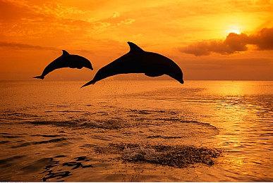 《微软飞行模拟 2024》现已开放Alpha测试申请 将于10月开始